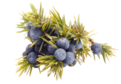 Juniper berries on a branch