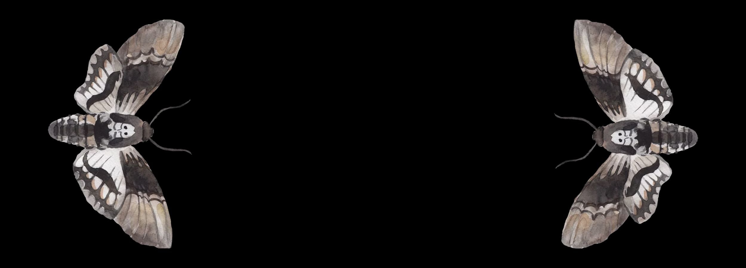 A wide horizontal banner with a solid black background, bordered on the left and right sides by two illustrated Deaths-head hawkmoths, framing the space for the Witch's Mark gothic boutique aesthetic.