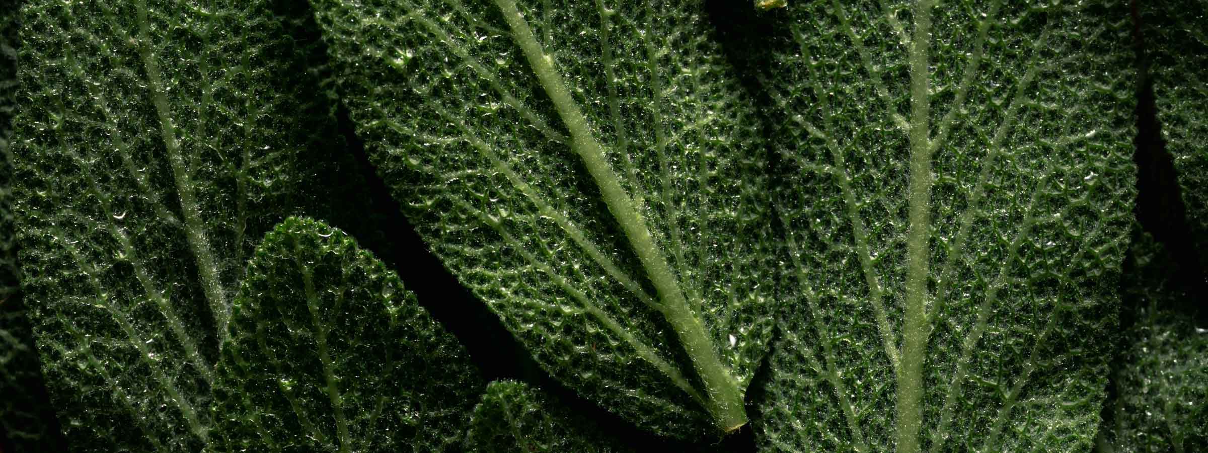 Botanical scent collection background image