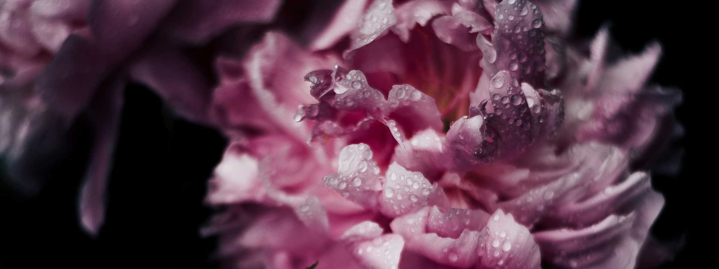 Floral - Witch's Mark