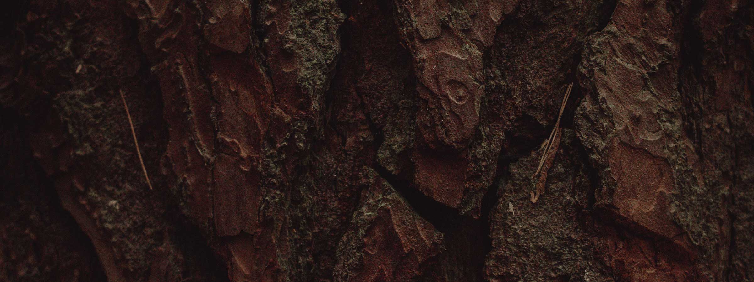 Woody - Witch's Mark