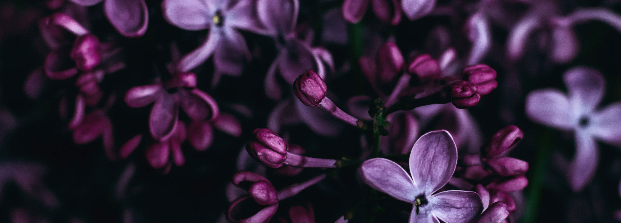 Close-up of purple flowers with a dark background