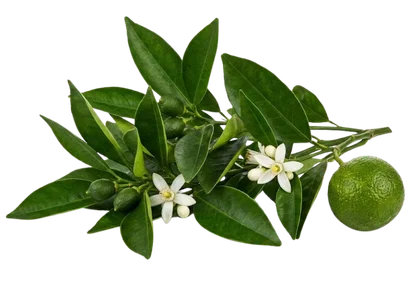 petitgrain branch and fruit