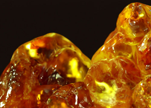 Amber scent collection image
