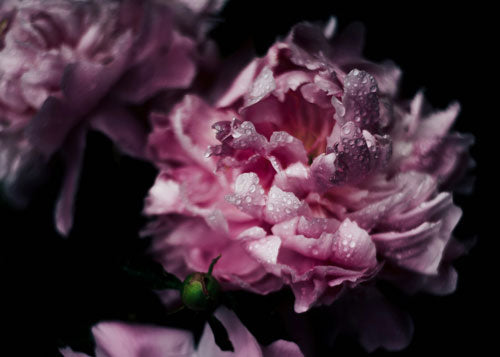 Floral scent collection image